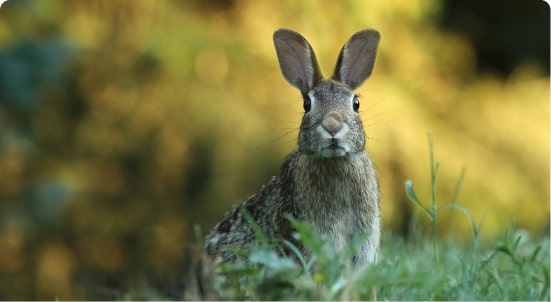 Rabbit rabbit rabbit!  Global bunny superstitions.